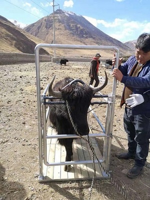 便携牛组合拼装保定架